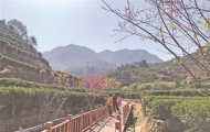 茶园添景观 茶区成景区