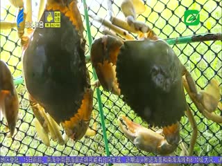 咱村里有宝贝：牛田洋青蟹