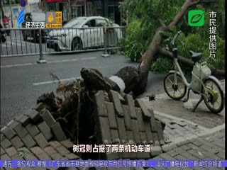 路树突倒伏 所幸没伤人