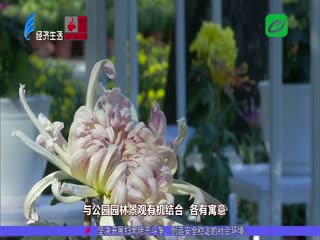 汕头市区第届菊花展后天起开展