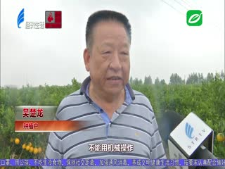 胪岗脐橙迎丰收 果农线上线下忙
