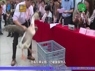 .斤破纪录！ “最大狮头鹅王”诞生