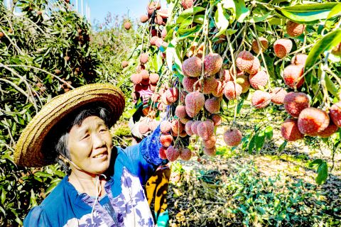惠来：荔枝丰收荔农乐