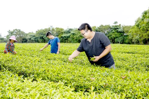 惠来县仙庵镇田墘村：碧绿茶园长出“致富叶”