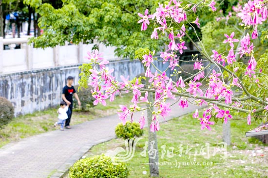 揭阳：美人树开花