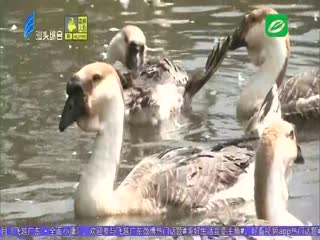 澄海狮头鹅：插上数字化“翅膀” 打造“五年百亿”产业链