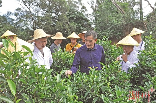 “希望将茶叶变成‘金叶子’”