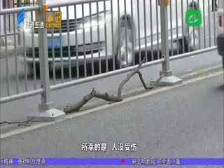 枯枝从天降 砸破车玻璃