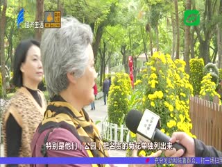 菊花烂漫惹人赏 撤展时间延一周