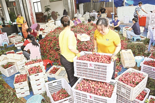 新圩镇荔枝喜获大丰收