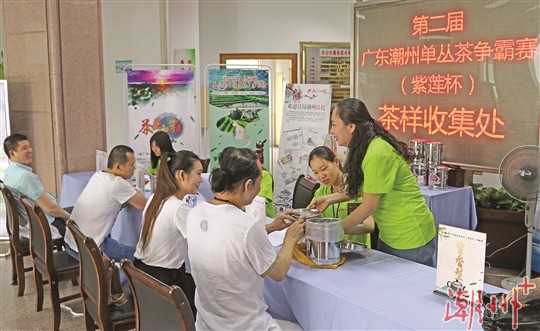 第二届广东潮州单丛茶争霸赛开始收集茶样
