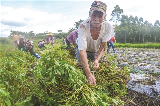 中草药种植成“扶贫致富方”