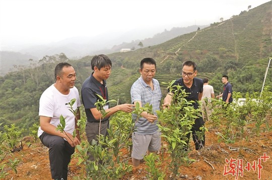 饶平排江村：一片茶叶，铺就脱贫致富路