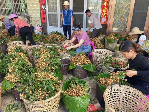 钱东镇爱心助农开拓黄皮销路