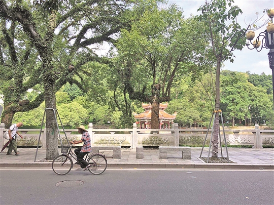 环城西路西湖段：加固行道树消除安全隐患