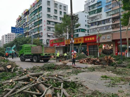 城新路路树移除改造路面