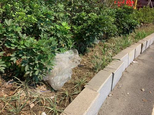 渠化岛绿化植被“藏污纳垢”