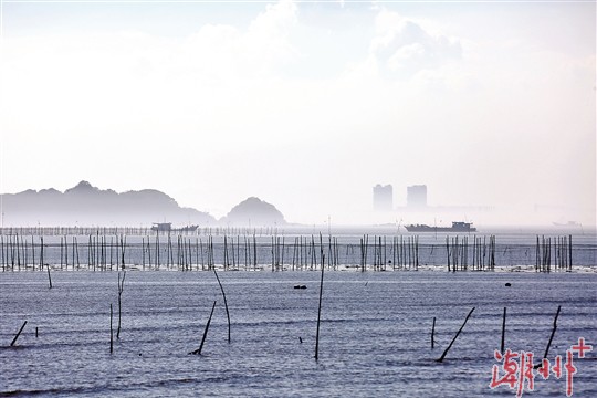 秋风吹来紫菜香 踏浪收割满舱归