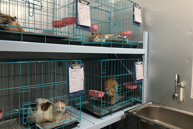 热心市民为流浪猫寻求生存之道