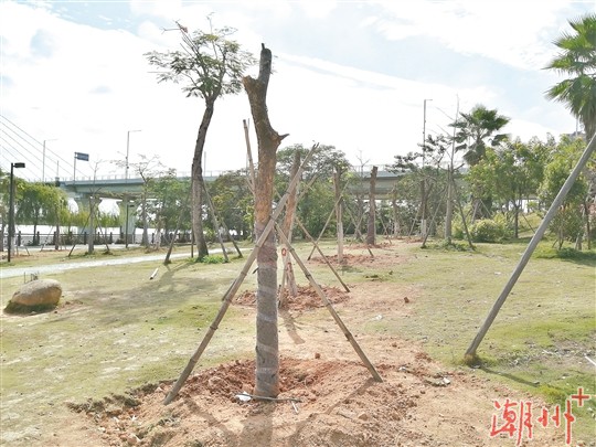 城新路近70棵路树移居公园