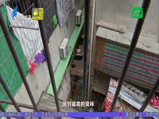如此养猫扰民 小区卫生堪忧