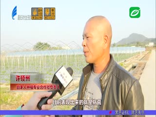 草莓异常减产 究竟是何原因？