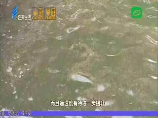 构建水下森林 净化公园水质