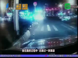 “二师兄”溜进城 吓坏众多路人