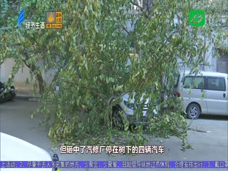 树倒伏砸中四车 至今数天未处理