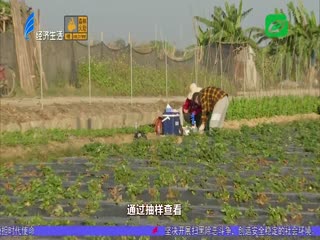 草莓染上新病害 栽种前后要防控