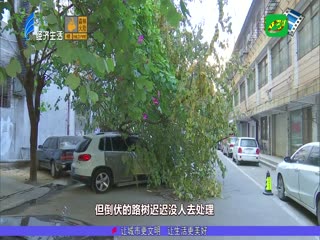 倒树已清理 隐患需排查