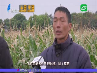 眼看玉米将收成 疑遭喷药变枯黄