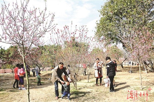 桃花俏 春意闹