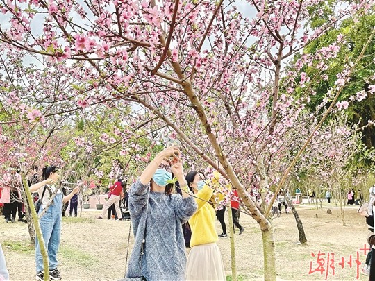 【新春走基层】春暖繁花开 游客赏春来
