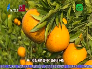 又到一年柑红时 柑园飘香盼采摘