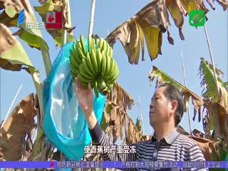 香蕉遭遇霜冻 损失重农户愁