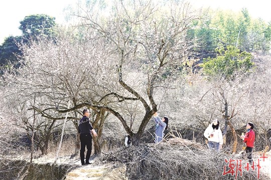 梅香引客来