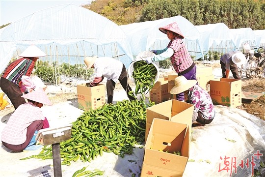 推广蔬菜大棚种植 促进农民增收致富