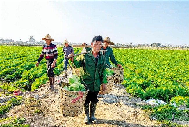 我市农民鼓足“牛劲”加油干  正是冬收春播好时节