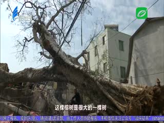 古榕树突倒伏 砸坏路旁两轿车