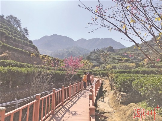 茶园添景观 茶区成景区