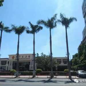 【我为群众办实事】为大王椰子“美容理发”保障群众出行安全