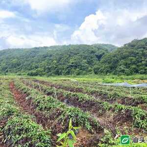 【上级媒体报道】这里出产的淮山真好吃|潮南红场大力发展特色产业