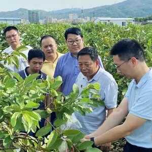 【上级媒体报道】用双脚丈量 乡村振兴路——深圳驻镇帮镇扶村工作队 在汕头潮南陇田镇抓特色挖潜力