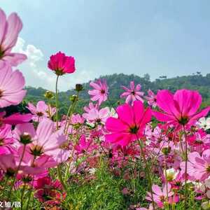 濠江今天最高温31℃!别大意~是锋前增温!强冷空气明晚就到:大风+降温+降水
