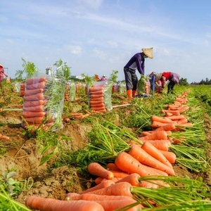 大批蔬菜在路上了!广东“保供稳价安心”,濠江这家企业率先保证…