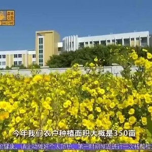 濠江东湖的菊花到底有多美?直接上图!又一拍照“网红点”!