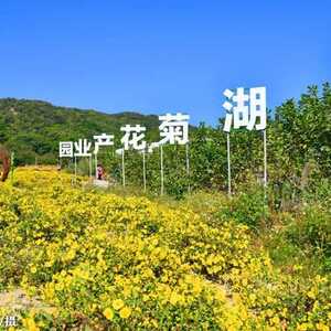 开幕!今天,濠江又多一个“节”!