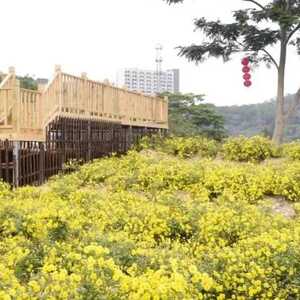 【打卡濠江】不只是赏菊!目光所及皆是风景…