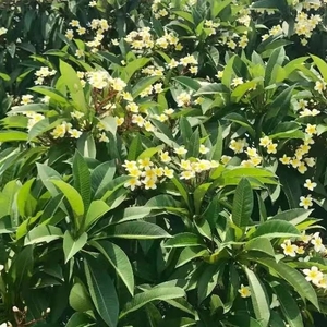 百年鸡蛋花古树   开出六七瓣花朵